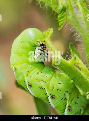 Macro close up of tomato hornworm caterpillar with multiple eye spots destroying a tomatoes plant in garden Stock Photo