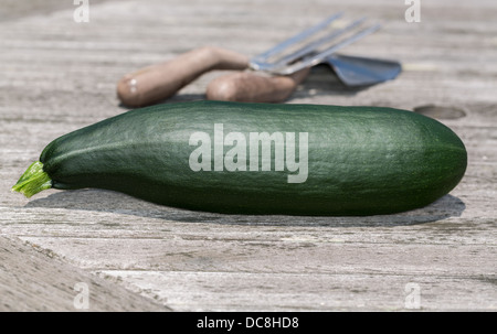 Home Grown Organic Courgette or Zucchini Plant (Cucurbita pepo) on an ...