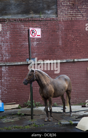 Horse tied to a no parking sign on East 8th St. in Brooklyn, NY at the urban Kensington Stables. Stock Photo