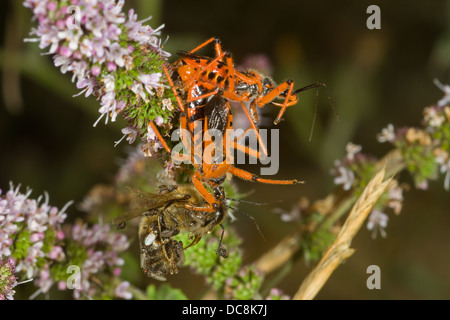 Assassin bugs mating. Corfu. Greece Stock Photo