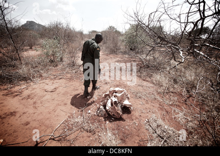 Wildlife ranger from David Sheldrick Wildlife Trust walks passed skull of poached elephant loxodonta african. Tsavo East . Kenya Stock Photo