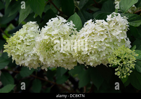White hydrangea blossom Stock Photo