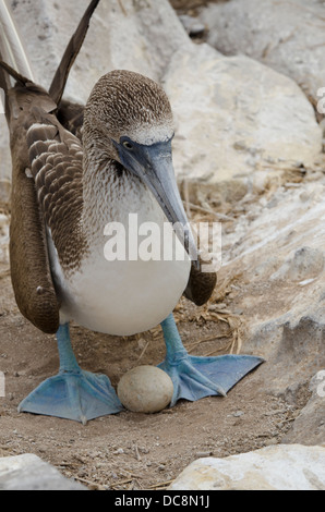 blue-footed-booby-egg-stock-photo-alamy