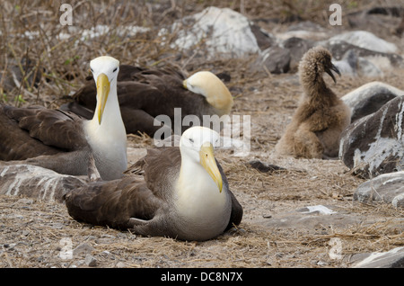 Ecuador, Galapagos, Espanola Island (aka Hood), Punta Suarez. Endemic Waved albatross nesting colony with chick. Stock Photo