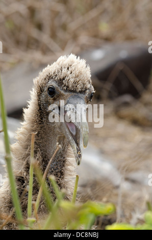 Ecuador, Galapagos, Espanola Island (aka Hood), Punta Suarez. Endemic Waved albatross nesting colony with chick. Stock Photo