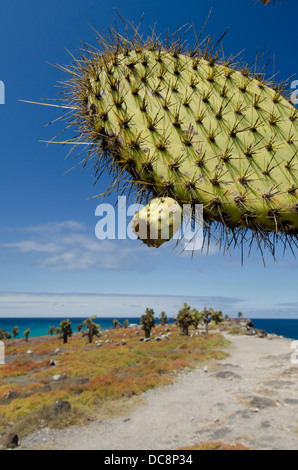 Ecuador, Galapagos, South Plaza Island. Giant Prickly Pear cactus (endemic: Opuntia echios) landscape with island path. Stock Photo