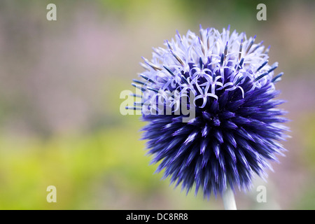 Echinops bannaticus 'Taplow Blue'. Globe thistle flower. Stock Photo