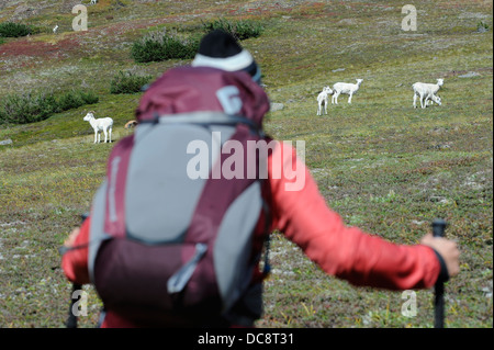 Backpacker watches Dall Sheep in Chugach State Park near Anchorage, Alaska. Stock Photo