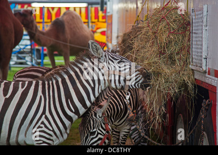 Redford, Michigan - Zebras feeding before a performance of the Kelly Miller Circus. Stock Photo