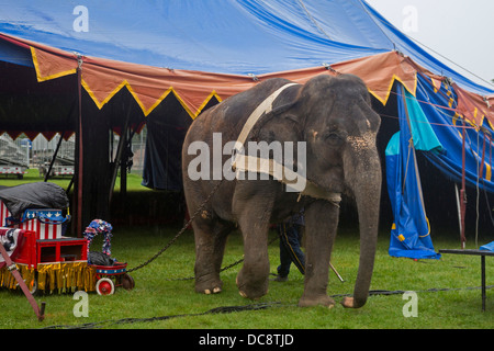 Redford, Michigan - An elephant helps set up a tent for a performance of the Kelly Miller Circus. Stock Photo