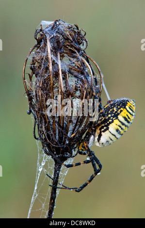 Garden or Banded Argiope Spider Argiope trifasciata spinning its web on dead Queen Anne's Lace Daucus carota E USA Stock Photo