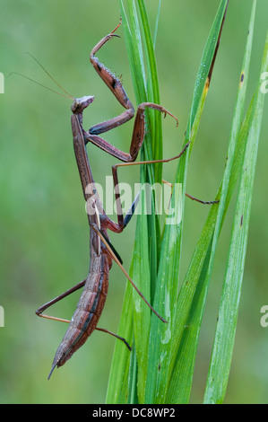 Chinese Praying Mantis Tenodera sinensis perched on blades of grass  E USA Stock Photo