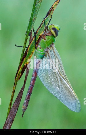 Common Green Darner Dragonfly Anax junius E. N America, by Skip Moody/Dembinsky Photo Assoc Stock Photo