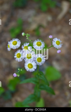 Close up of white, oink and yellow shaded daisy fleabane flowers Stock Photo