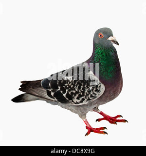 Pigeon - Isolated - Full Body - No shadow Stock Photo