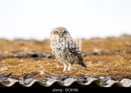 wild little owl perched on a tin roof during the day time looking for insects