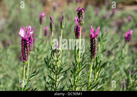 Lavandula stoechas French (or Spanish) lavender Stock Photo