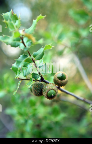 Acorns on a Holly Oak tree in Greece Stock Photo