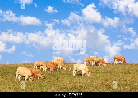 Cows wearing bells are grazing in a beautiful green meadow in the alps Stock Photo