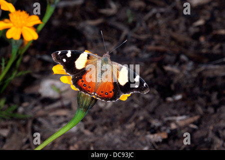 Australian Yellow Admiral Butterfly - Vanessa itea - Family Nyphalidae Stock Photo