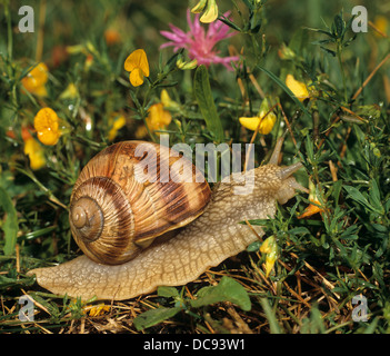 A Brown Garden snail (Cornu aspersum) on a plant at a garden in Sydney ...