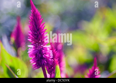 Beautiful pink flower of celosia in the garden Stock Photo