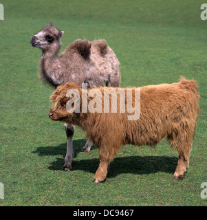 Highland cattle. Calf and young Bactrian Camel standing next to each other. Wildlife Park Stock Photo