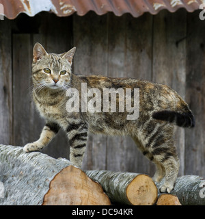 Domestic cat. Tabby adult standing on a pile of logs Stock Photo