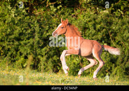 Anglo-Arabian. Foal in a gallop on a meadow Stock Photo
