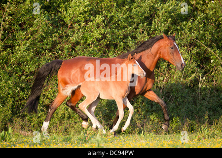 Anglo-Arabian Bay mare trotting her chestnut foal meadow Stock Photo