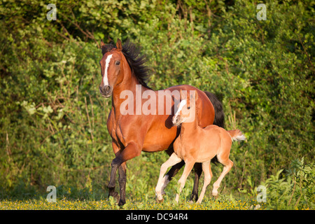 Anglo-Arabian Bay mare trotting her chestnut foal meadow Stock Photo