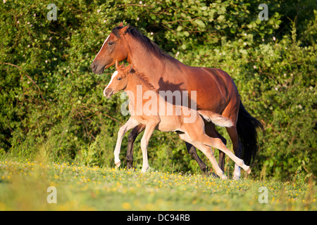 Anglo-Arabian Bay mare galloping her chestnut foal meadow Stock Photo