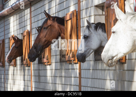Domestic horse. Four horses looking out from a stable Stock Photo