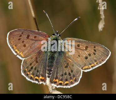 Detailed macro image of a rare Male sooty copper butterfly (Lycaena tityrus) Stock Photo