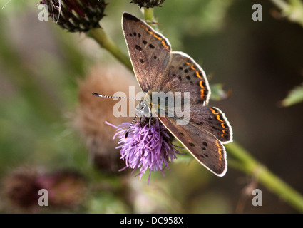 Detailed macro image of a male sooty copper butterfly (Lycaena tityrus) feeding on a  purple thistle flower Stock Photo