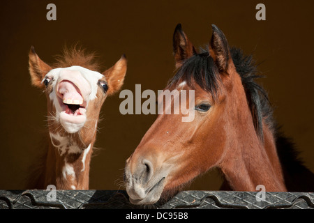 Barb Horse. Two foals looking out from a stable Stock Photo