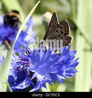 Detailed macro image of a male sooty copper butterfly (Lycaena tityrus) feeding on a  blue cornflower Stock Photo