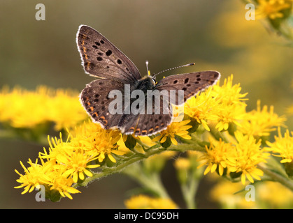 Detailed macro image of a rare Male sooty copper butterfly (Lycaena tityrus) Stock Photo