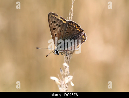 Detailed macro image of a rare Male sooty copper butterfly (Lycaena tityrus) Stock Photo