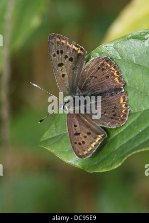 Detailed macro image of a rare Male sooty copper butterfly (Lycaena tityrus) Stock Photo