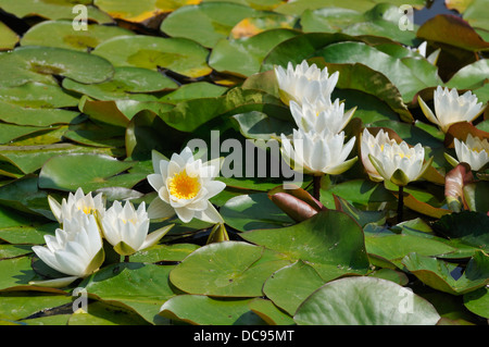 Dwarf White Water-lily - Nymphaea candida Stock Photo