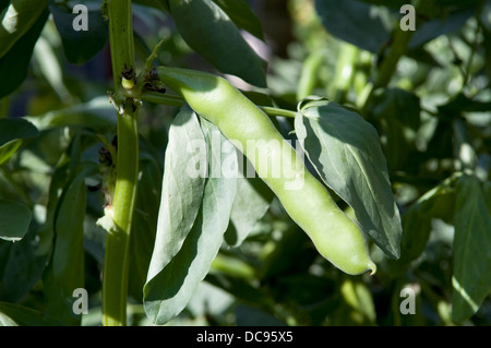 Home grown broad beans ready for picking in garden in Bristol, UK Stock Photo