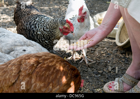 Caucasian woman feeding corn to free range chickens by hand, taken in garden in Bristol, UK Stock Photo