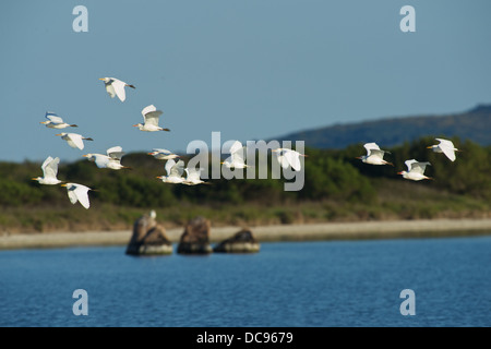 Egrets in formation flight in the evening Stock Photo