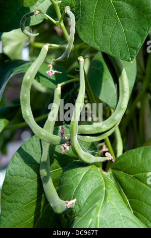 Home grown French beans growing on canes in garden Stock Photo