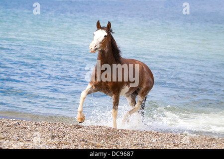 Criollo. Mare trotting out from the sea Stock Photo