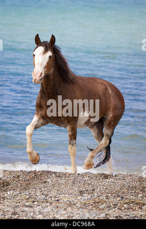 Criollo. Mare trotting out from the sea Stock Photo
