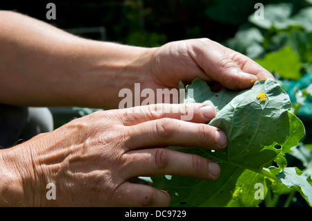 Caucasian man finding cabbage white butterfly caterpillar eggs on home grown cabbage plants, taken in Bristol, UK Stock Photo