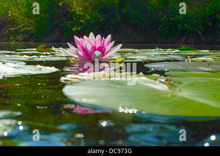 Water lilies in a lake. Waldsee, Gifhorn, Lower Saxony, Germany Stock Photo