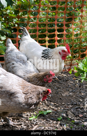 Bluebell chickens pecking at dandelion leaves in garden in Bristol, UK with Light Sussex chicken at the back Stock Photo